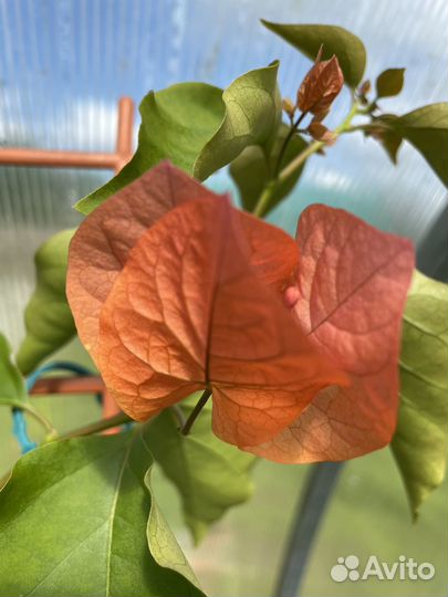 Бугенвиллеи