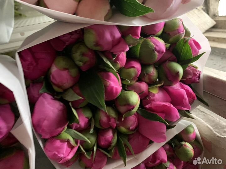 Пионы Букеты из пионов Пионы с доставкой