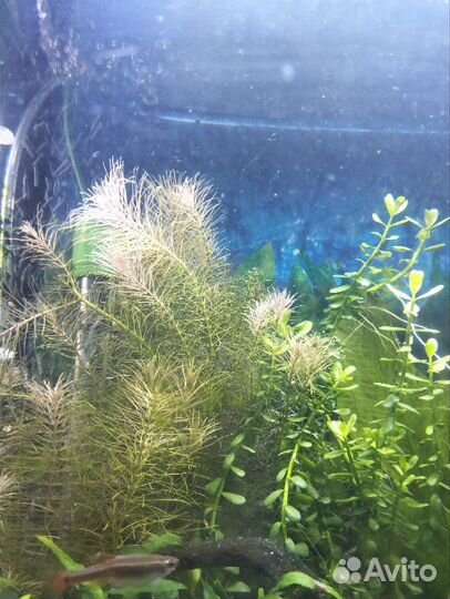 Аквариумные растения