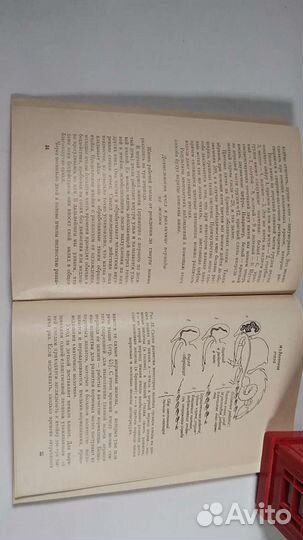 К. Фишер. Из жизни пчёл. 1966