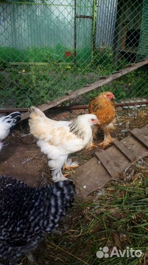 Петухи,куры мехеленская кукушка,брамы