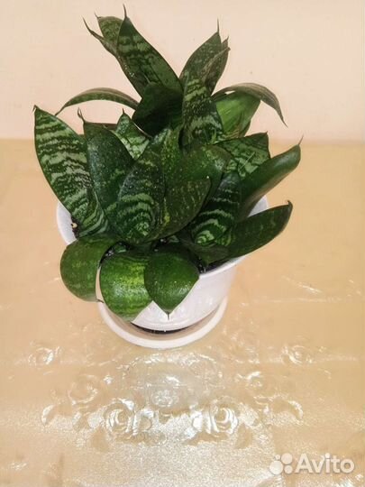 Сансевиерия