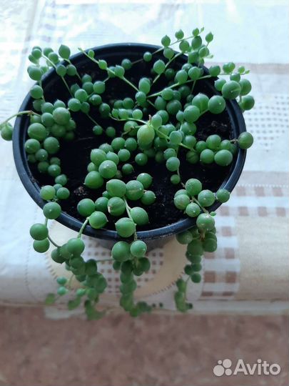 Горошек/Сенецио Роулеанус/ Крестовник Роули