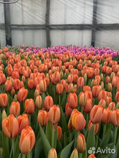 Луковицы тюльпанов