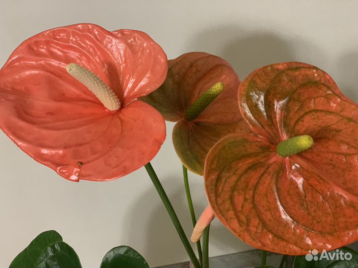 Антуриумы оранжевый, кавалли 21/70см