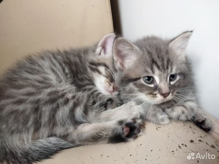 Котики бесплатно