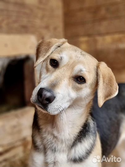 Миниатюрная собачка Лада из приюта ищет маму