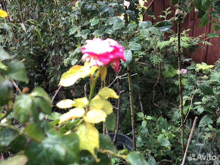 Роза на штамбе 1,5 м