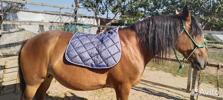 Амуниция для лошади и всадника