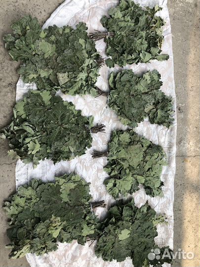 Веники для бани дубовые