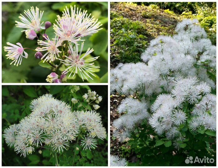 Многолетние цветы для сада