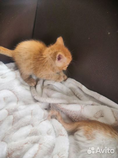 Котята