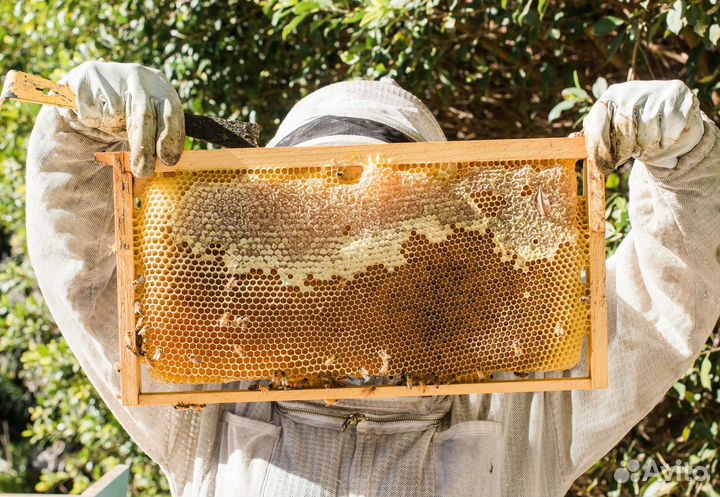 2024 Мед натуральный с Алтая опт