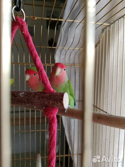 Попугай неразлучники с клеткой
