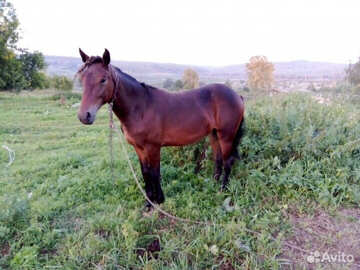 Лошадь обмен на автомобиль
