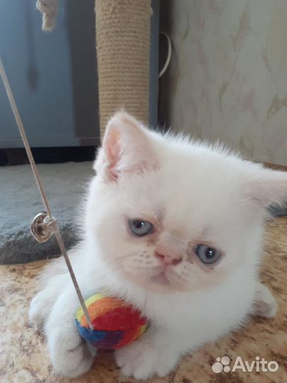 Котик, 2мес,экзот