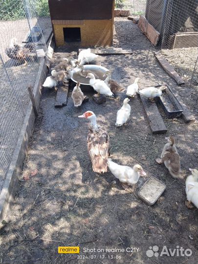 Индоутка с утятами