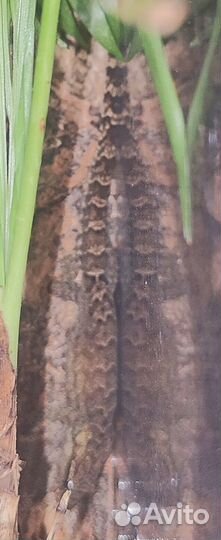 Траурный геккон (Lepidodactylus lugubris)