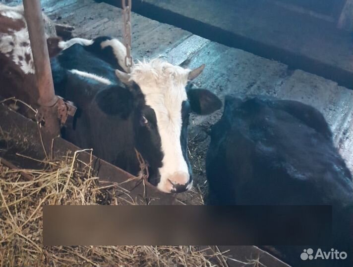 Коровы и телки