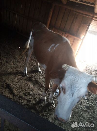 Продам корову с теленком