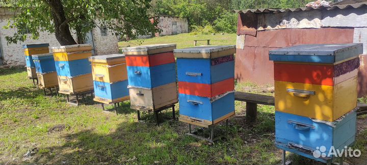 Мёд, мед, мёд с личной пасеки