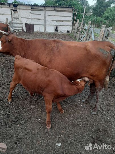 Коровы и телята