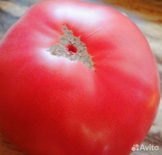 Семена помидор СССР