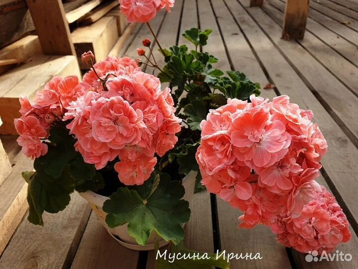 Пеларгонии