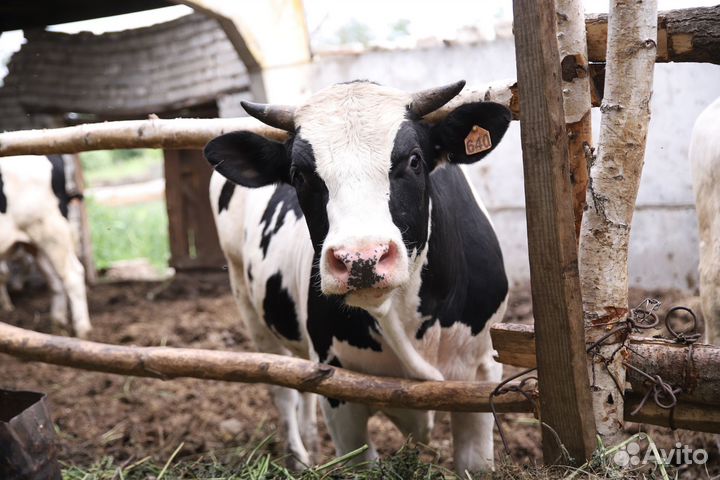 Продам бычков