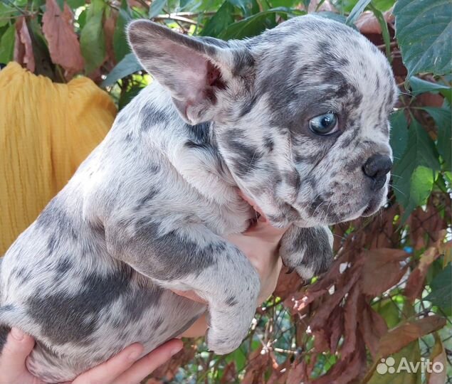 Француз мрамор кобель