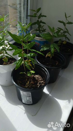 Саженцы карликового граната