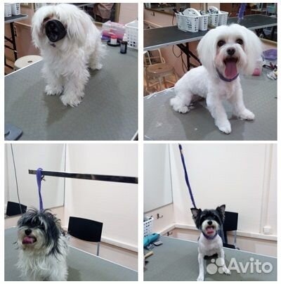 Стрижка кошек/собак.Груминг.Одинцово-1.Выезд