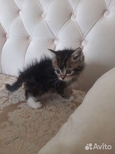 Котята 1,5мес взрослым людям