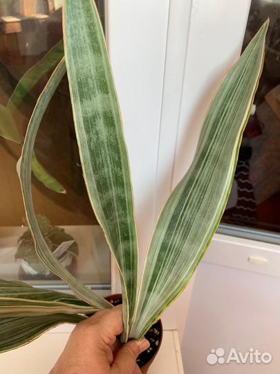 Сансевиерия Металлика (Манолин)