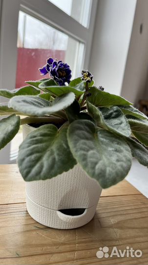 Фиалка молодая