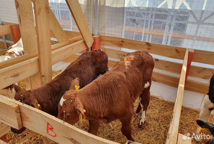 Телята - бычки отпоенные, тёлочки молочные. Доставка