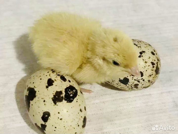 Инкубационное яйцо Белый гигант и Феникс золото