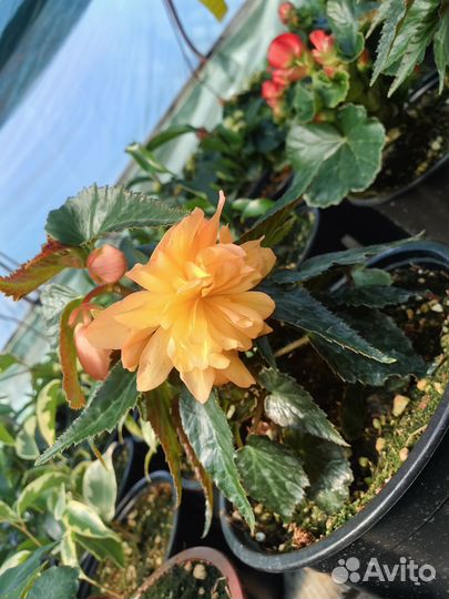 Бегония Беллекония ампельная