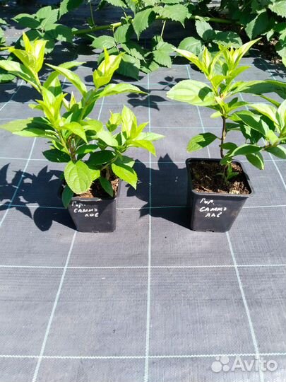 Гортензия саженцы