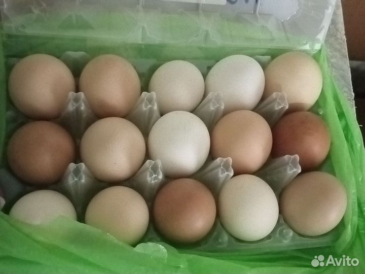 Домашние куриные яйца