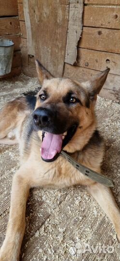 Малыш самая лучшая, красивая собака