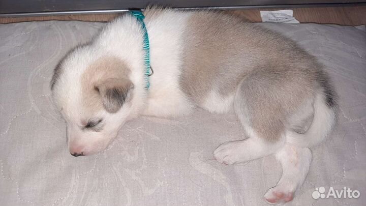 Щенок хаски