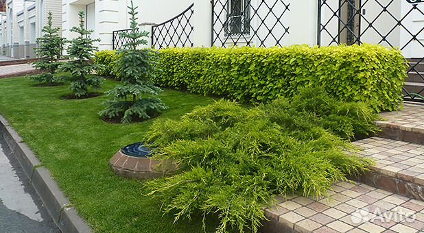 Рулонный газон, озеленение