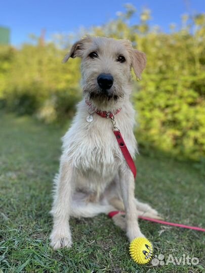 Очаровательный мальчик ищет дом