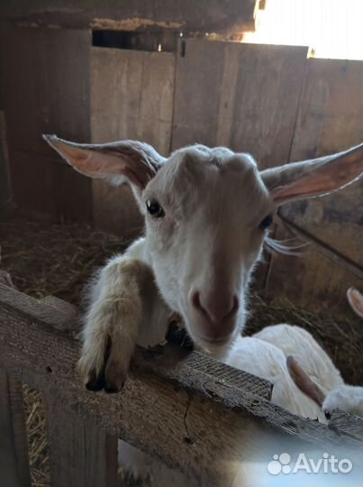 Зааненские козлята