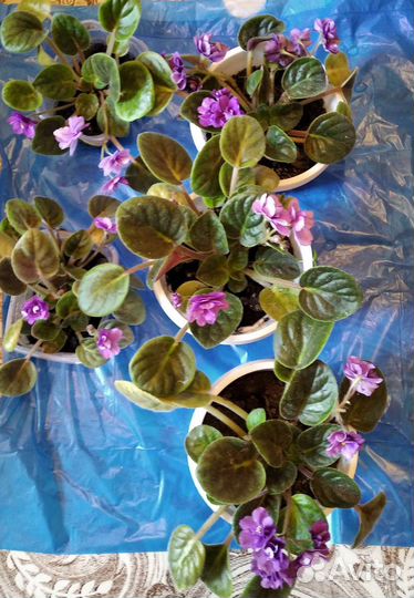 Продается цветы