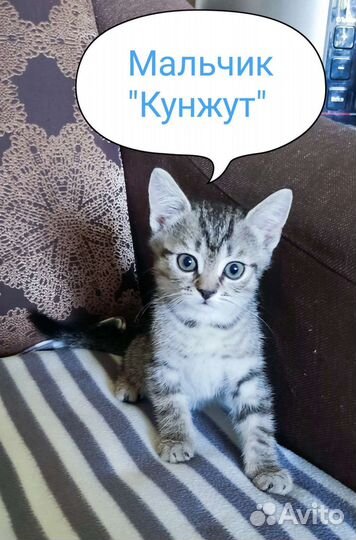 Котята в добрые руки