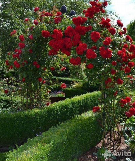 Роза плетистая Амадеус