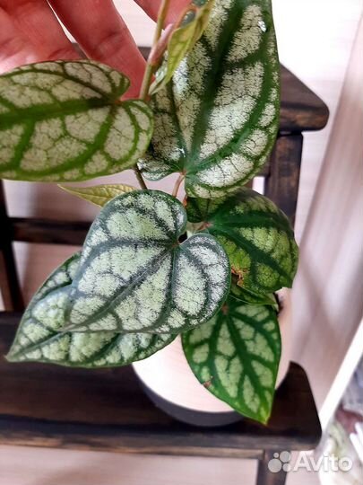 Перец Сильватикум