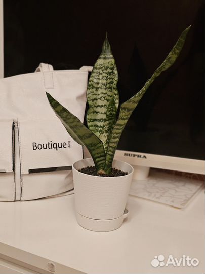 Сансевиерия